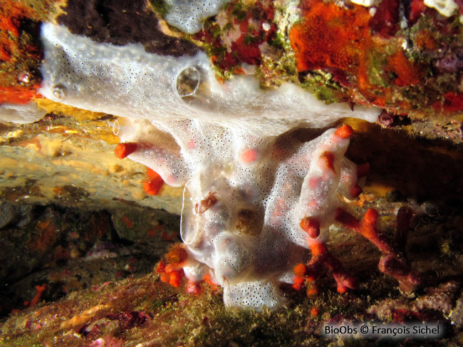 Didemne gélatineux et transparent - Diplosoma listerianum - François Sichel - BioObs