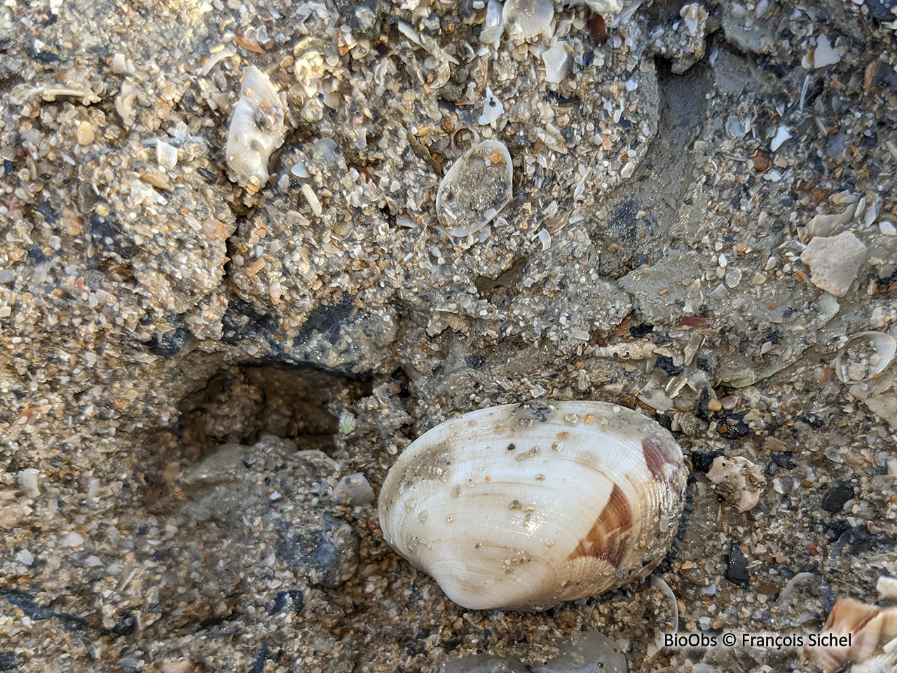 Palourde croisée japonaise - Ruditapes sp. - François Sichel - BioObs