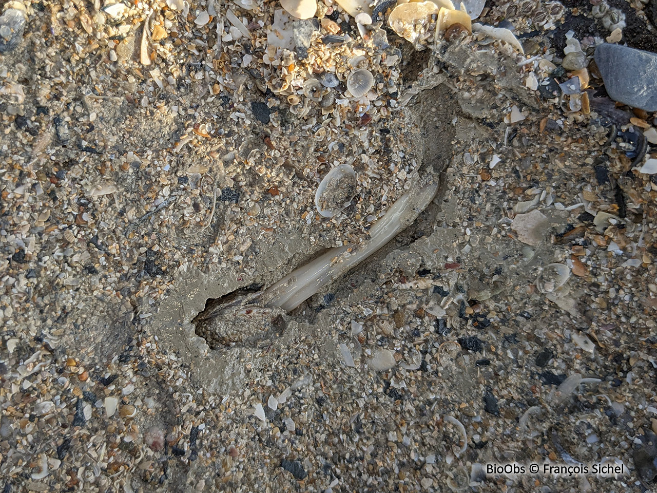 Palourde croisée japonaise - Ruditapes sp. - François Sichel - BioObs