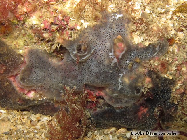 Didemne gélatineux et transparent - Diplosoma listerianum - François Sichel - BioObs
