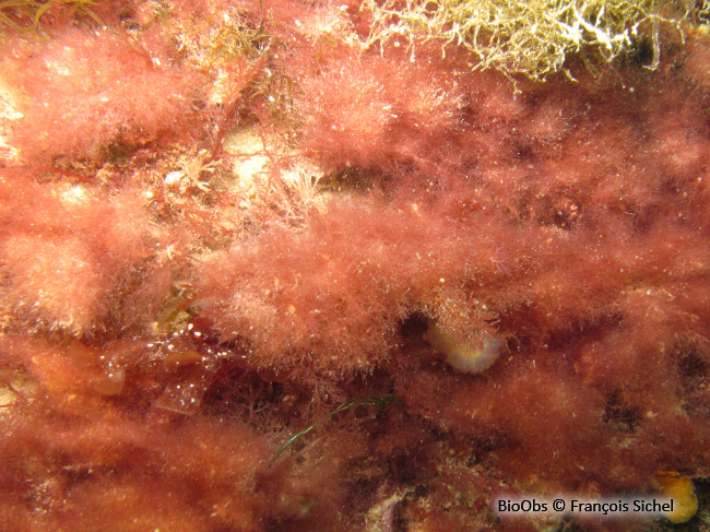 Algue à crochets - Asparagopsis armata - François Sichel - BioObs