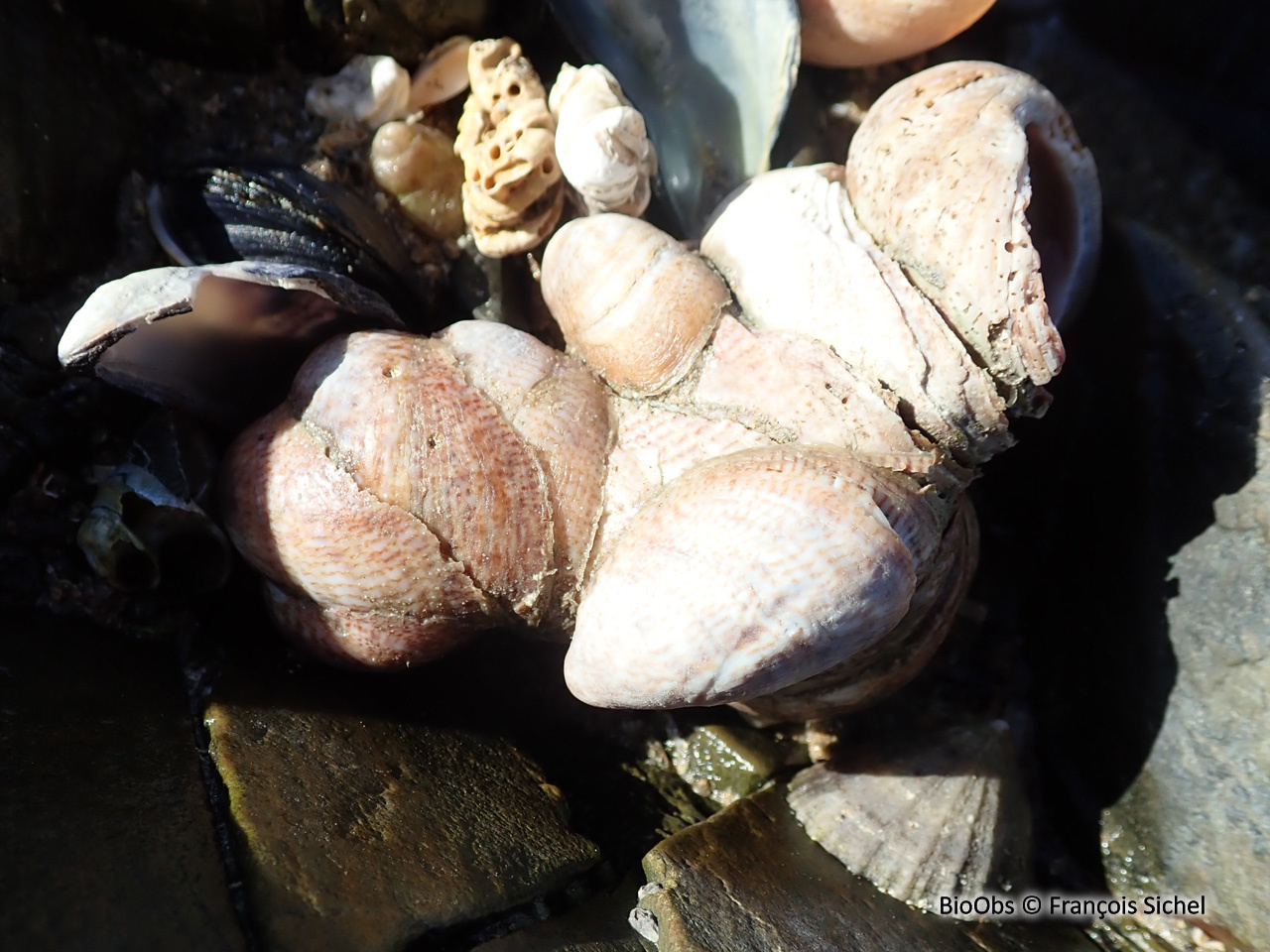 Crépidule - Crepidula fornicata - François Sichel - BioObs