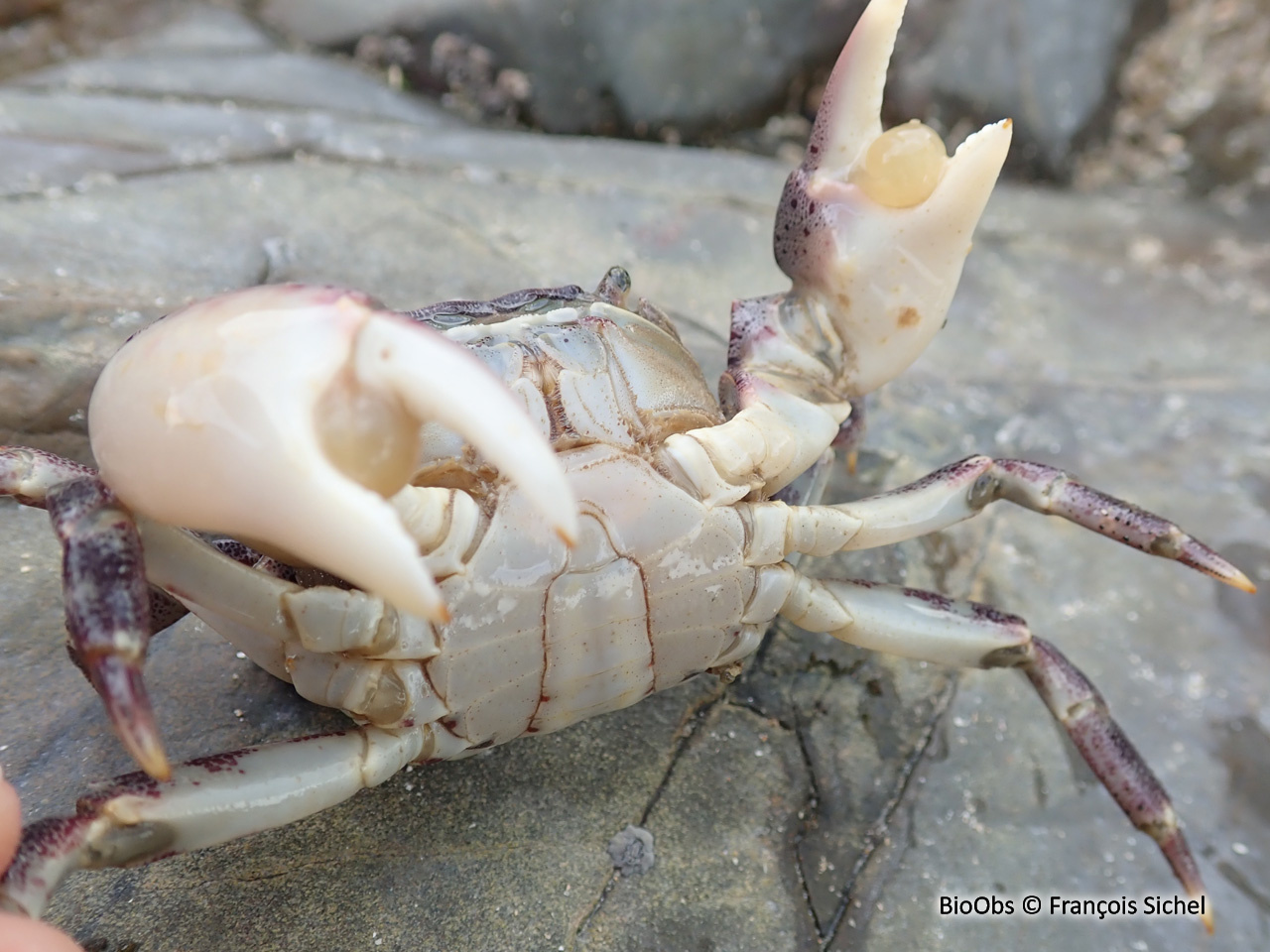 Grapse sanguin - Hemigrapsus sanguineus - François Sichel - BioObs