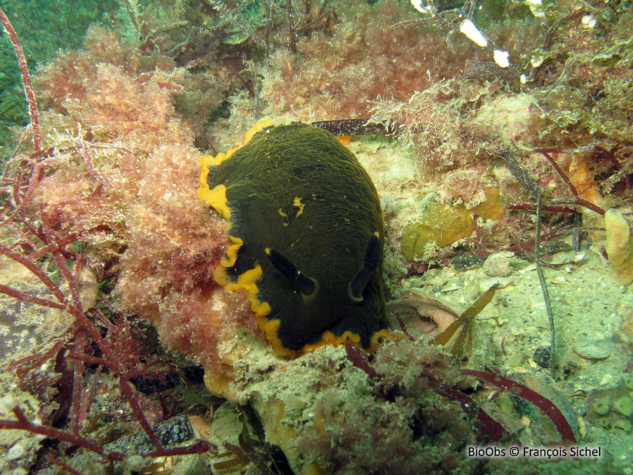 Doris marbrée - Dendrodoris limbata - François Sichel - BioObs