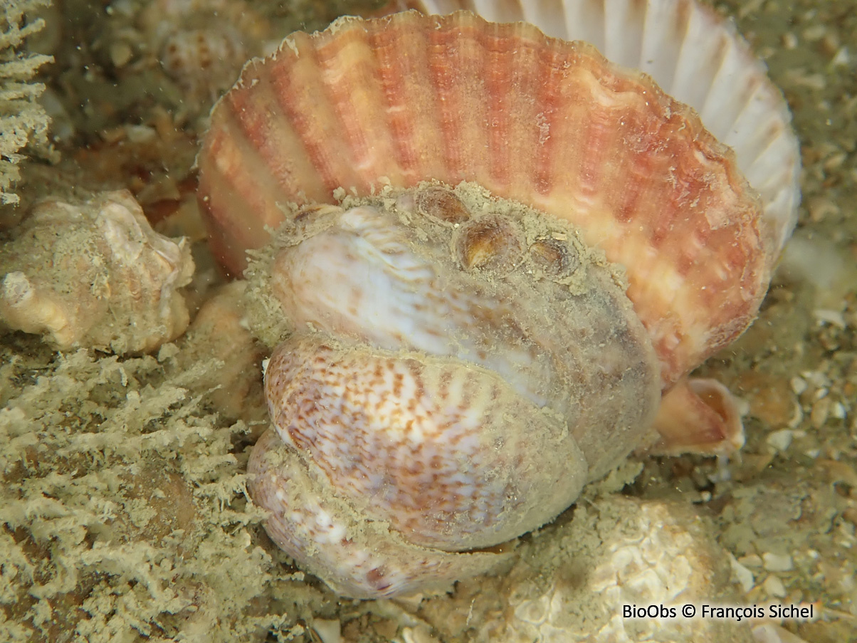 Crépidule - Crepidula fornicata - François Sichel - BioObs