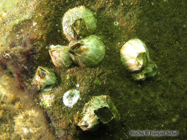 Balane rayée - Amphibalanus amphitrite - François Sichel - BioObs