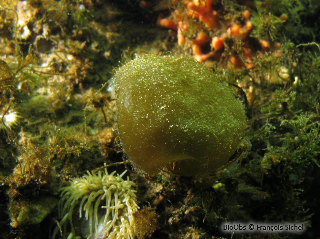Voleuse d'huître - Colpomenia peregrina - François Sichel - BioObs