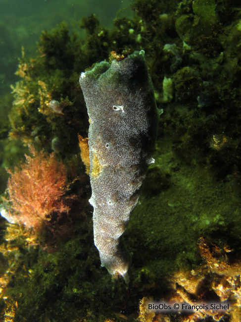 Ascidie japonaise - Styela clava - François Sichel - BioObs