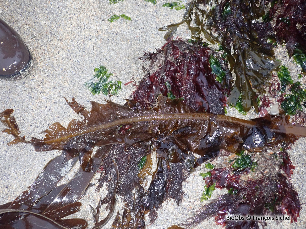 Wakamé - Undaria pinnatifida - François Sichel - BioObs