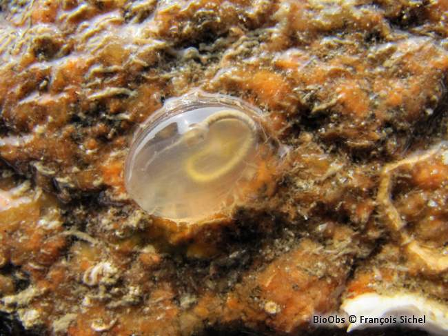 Ascidie cartilagineuse - Corella eumyota - François Sichel - BioObs