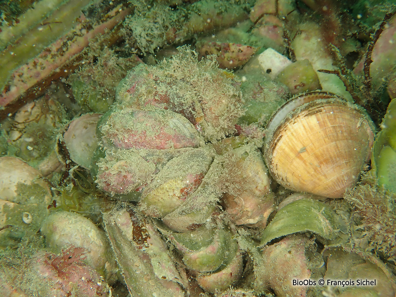 Crépidule - Crepidula fornicata - François Sichel - BioObs