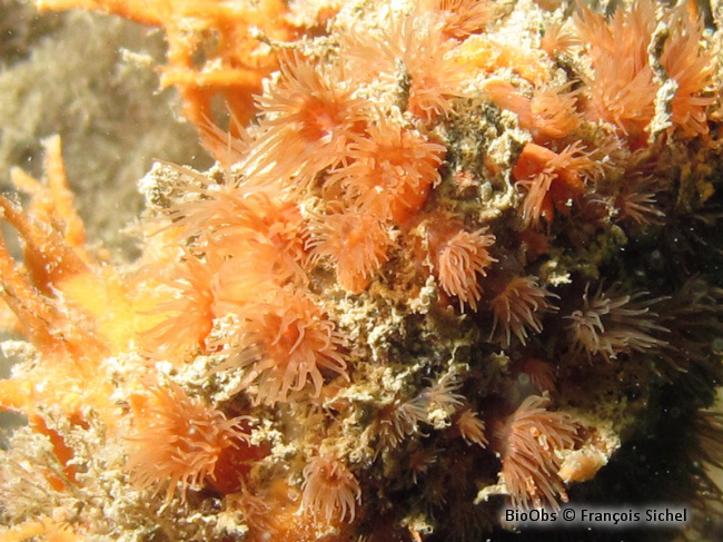 Anémone flammée - Diadumene cincta - François Sichel - BioObs