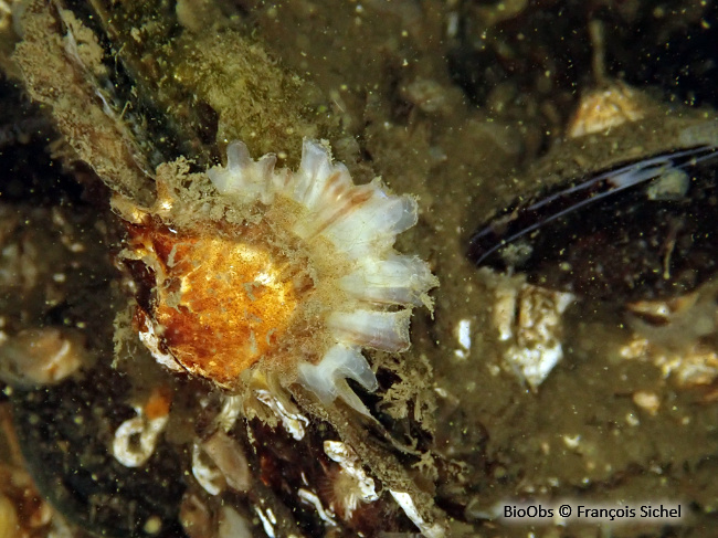 Huitre creuse - Magallana gigas - François Sichel - BioObs