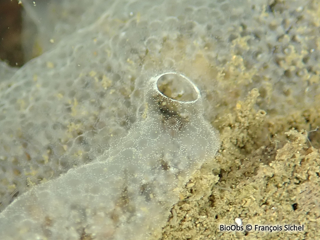 Didemne gélatineux et transparent - Diplosoma listerianum - François Sichel - BioObs