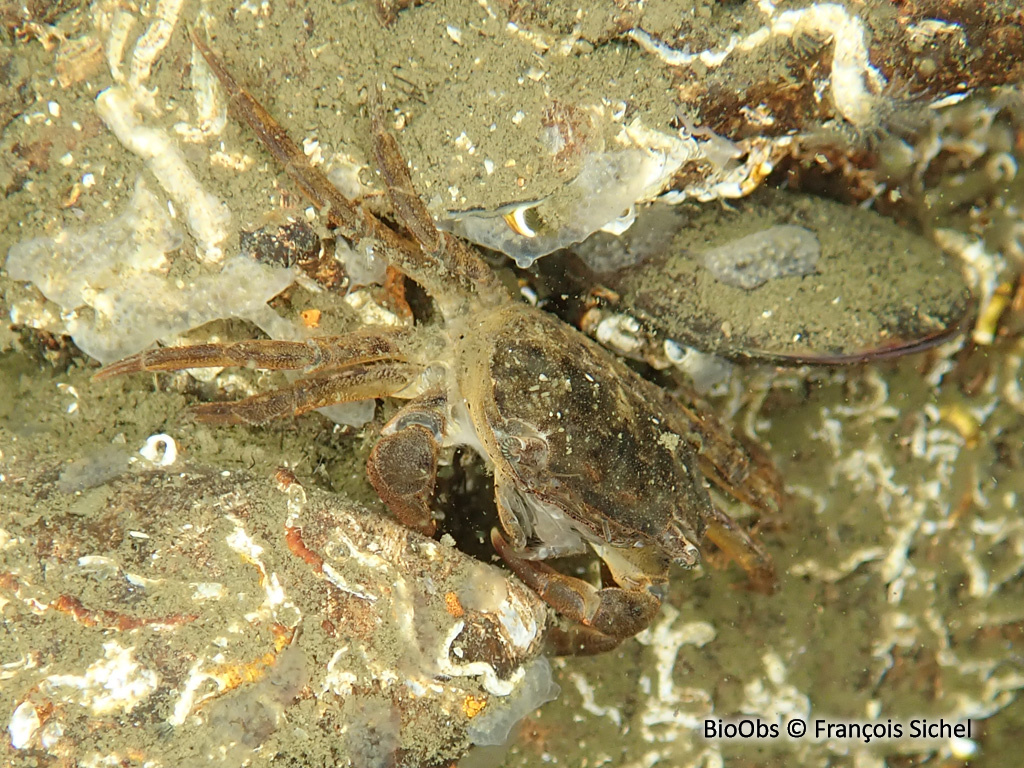 Crabe à pinceaux de Takano - Hemigrapsus takanoi - François Sichel - BioObs
