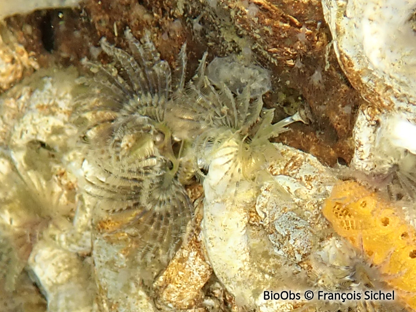 Hydroide d'Ezo - Hydroides ezoensis - François Sichel - BioObs