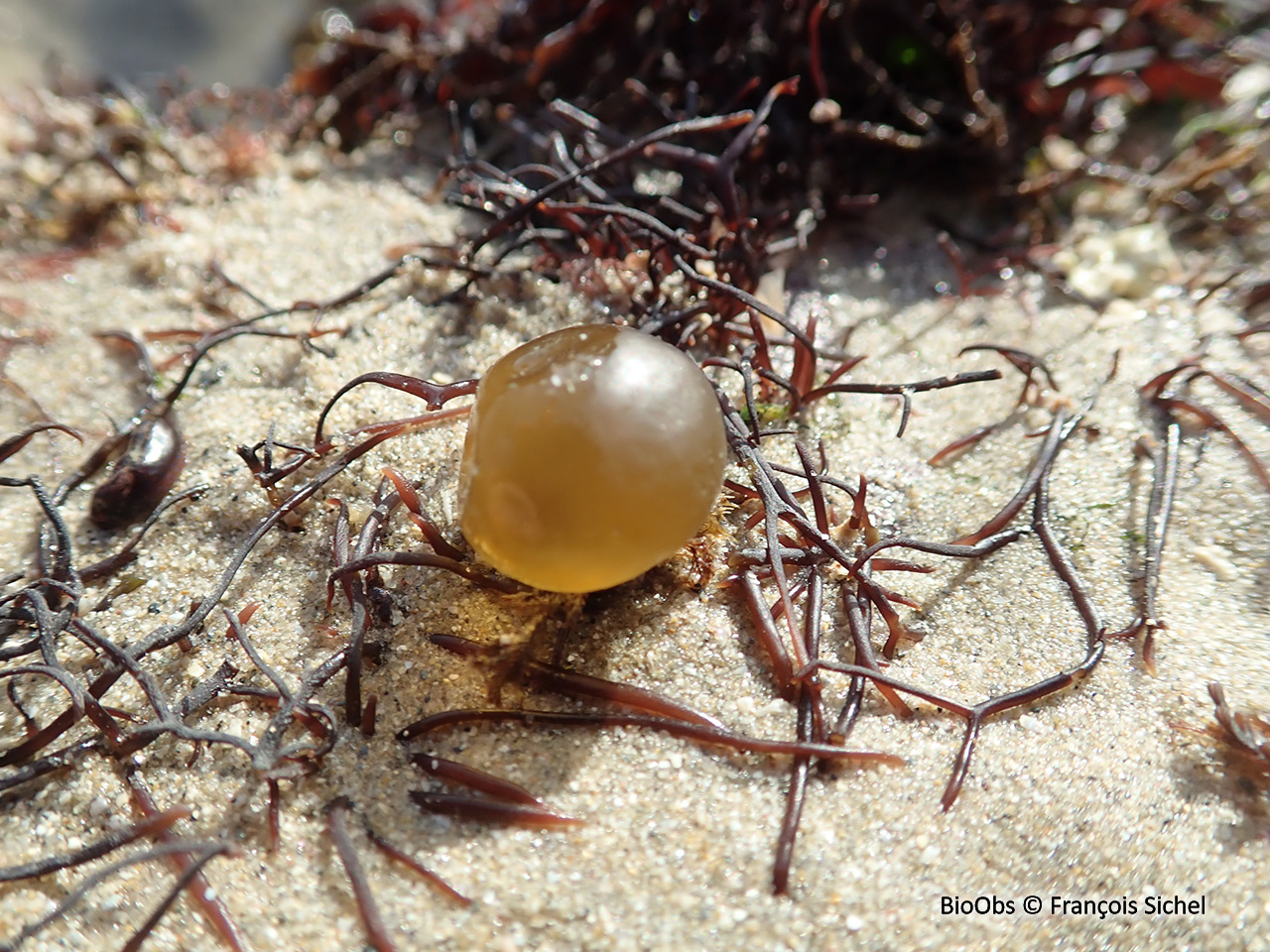 Voleuse d'huître - Colpomenia peregrina - François Sichel - BioObs