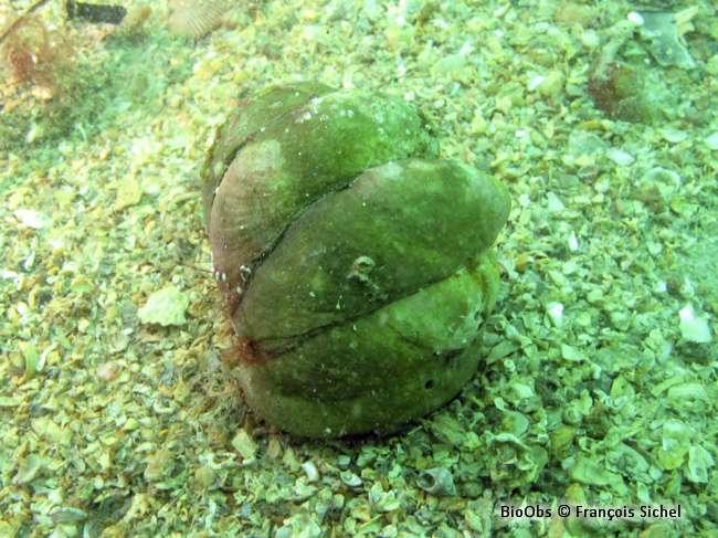 Crépidule - Crepidula fornicata - François Sichel - BioObs