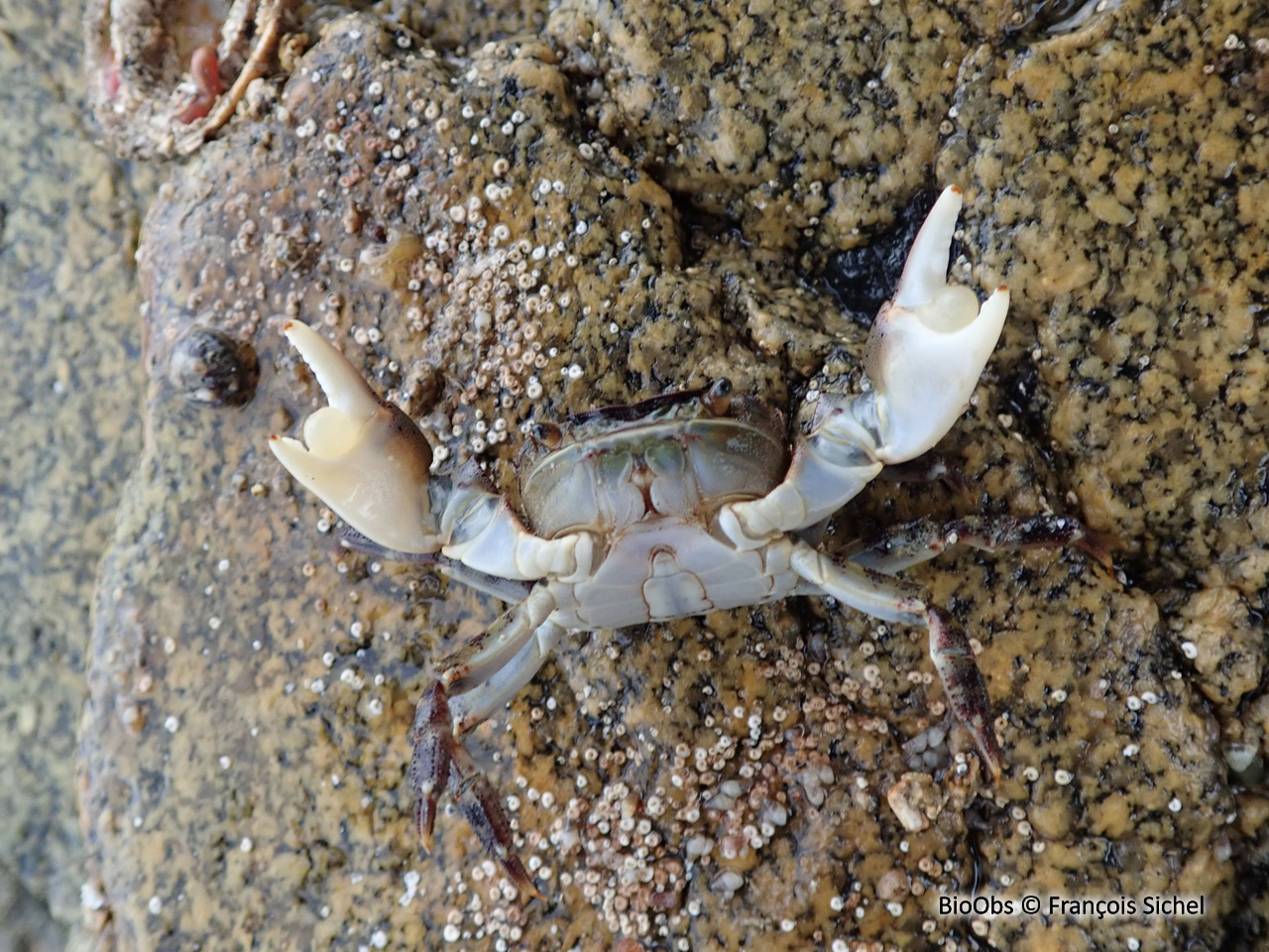 Grapse sanguin - Hemigrapsus sanguineus - François Sichel - BioObs