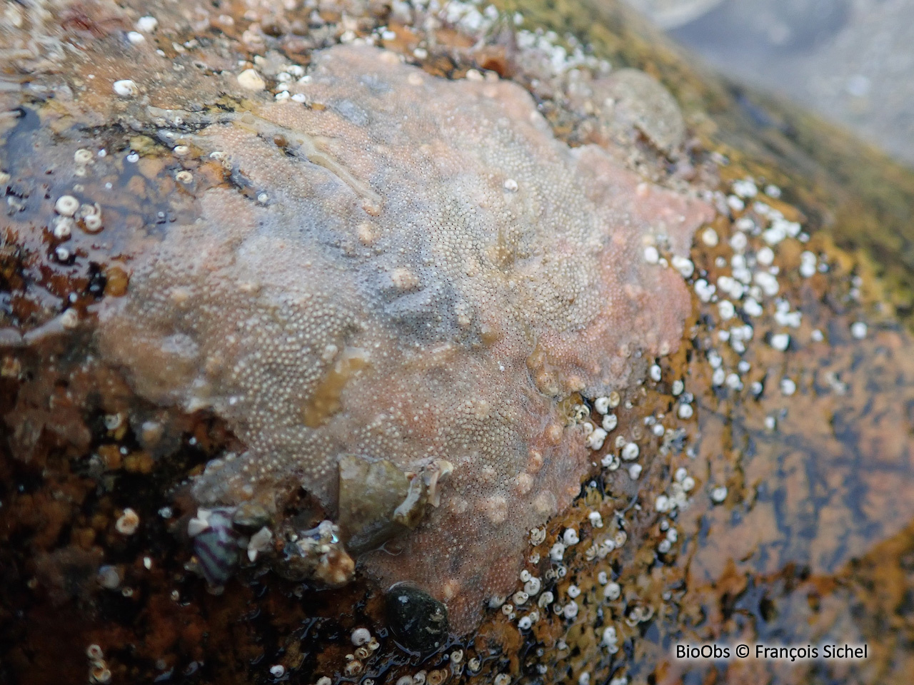 Schizoporella unicorne - Schizoporella unicornis - François Sichel - BioObs