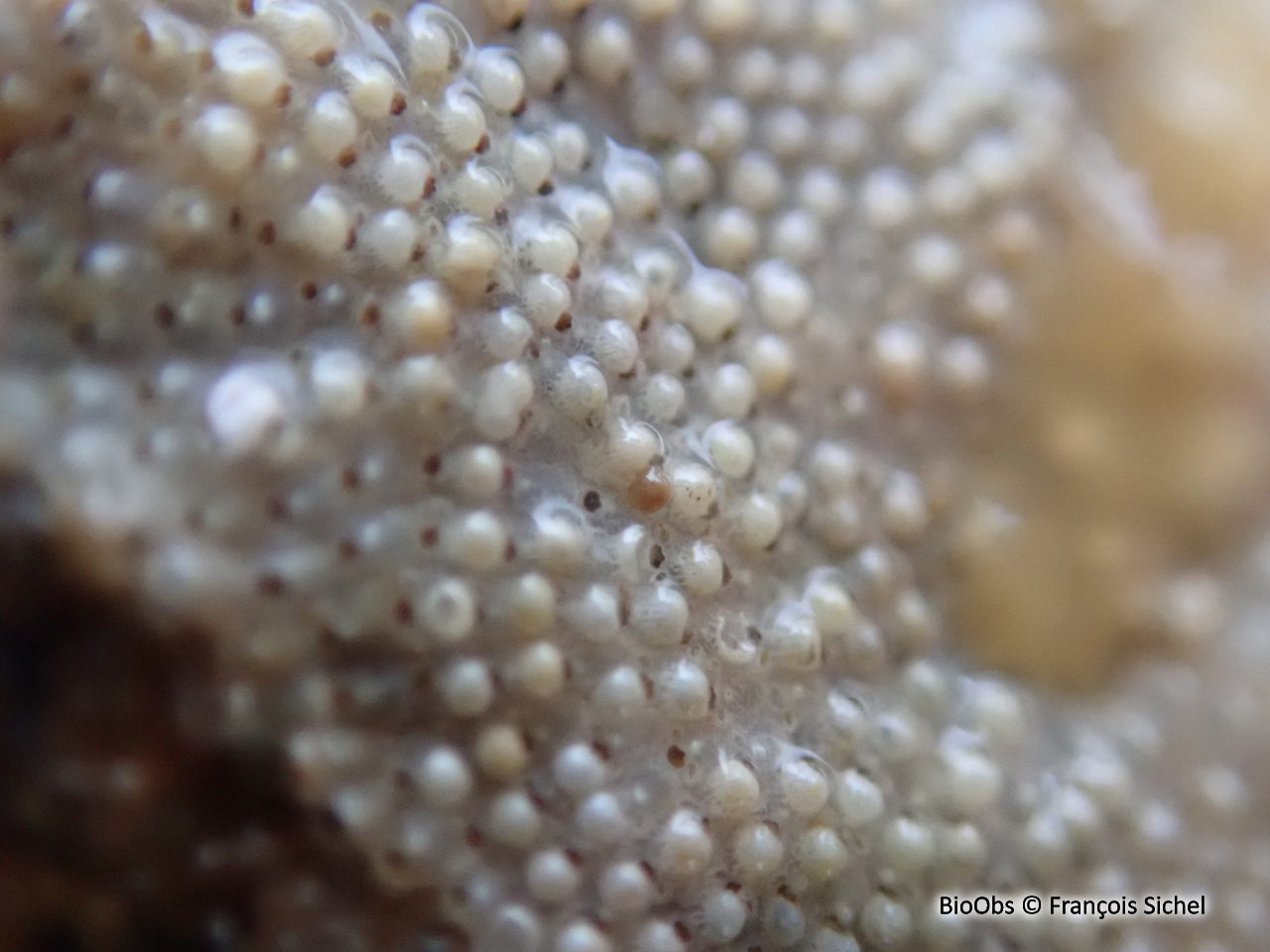 Schizoporella unicorne - Schizoporella unicornis - François Sichel - BioObs