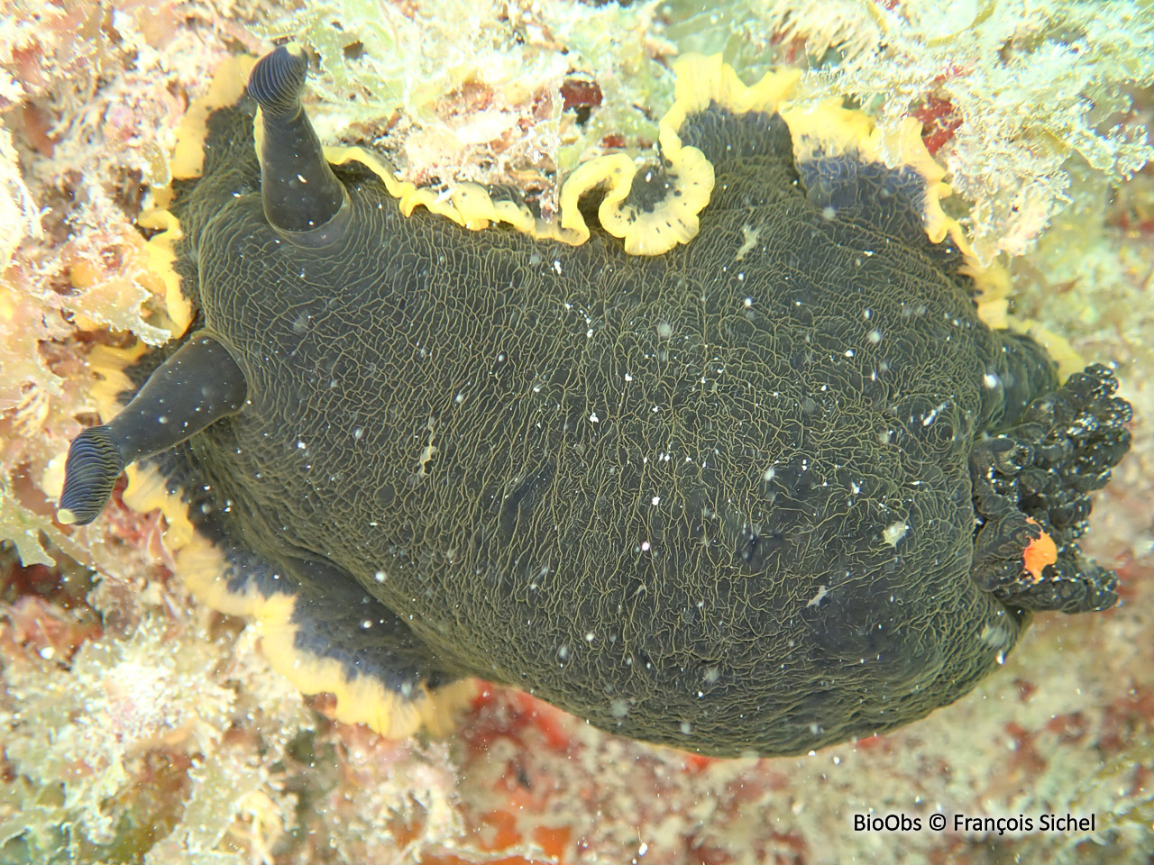 Doris marbrée - Dendrodoris limbata - François Sichel - BioObs