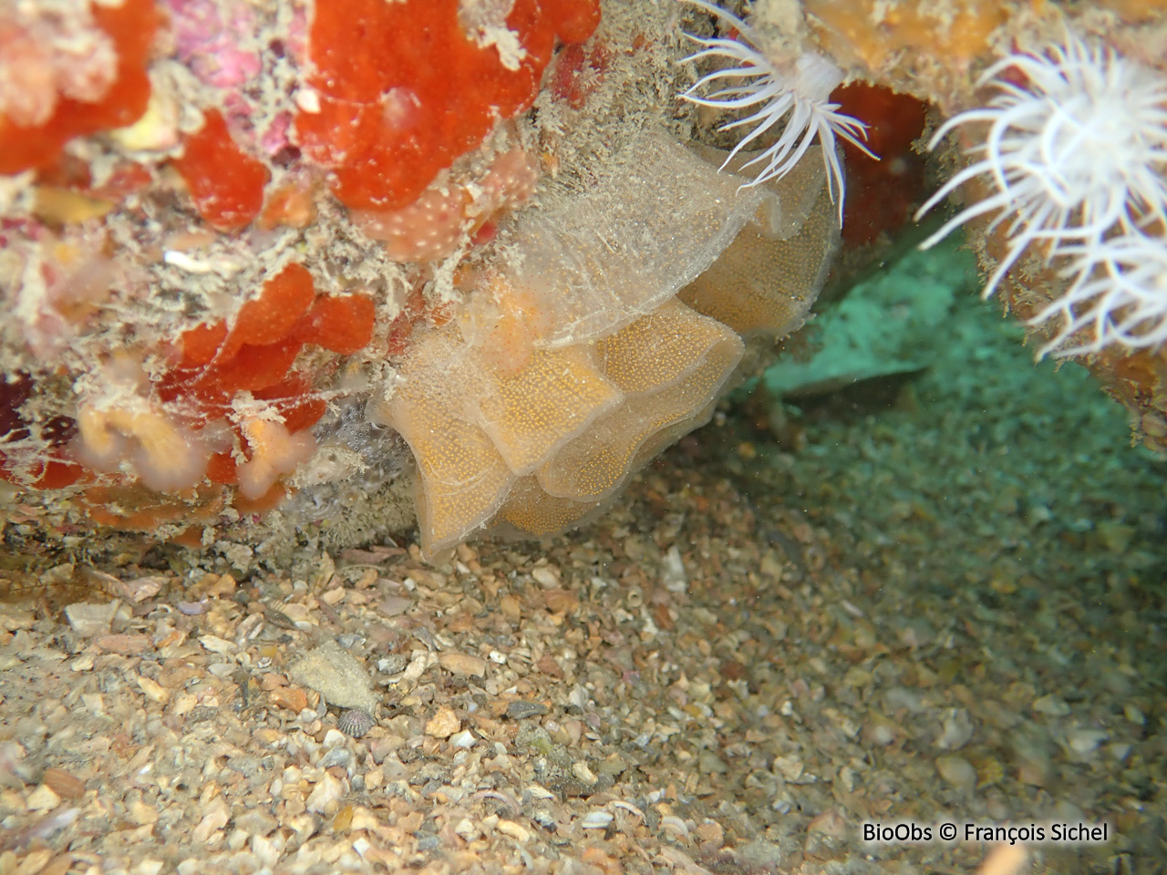 Doris marbrée ponte - Dendrodoris - François Sichel - BioObs