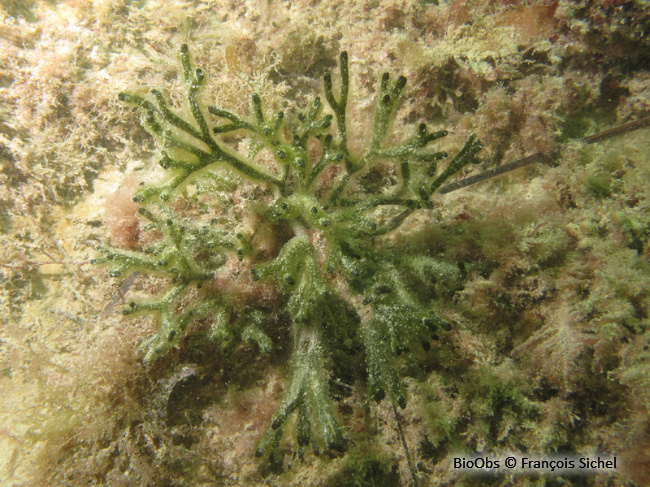 Codium fragile - Codium fragile - François Sichel - BioObs