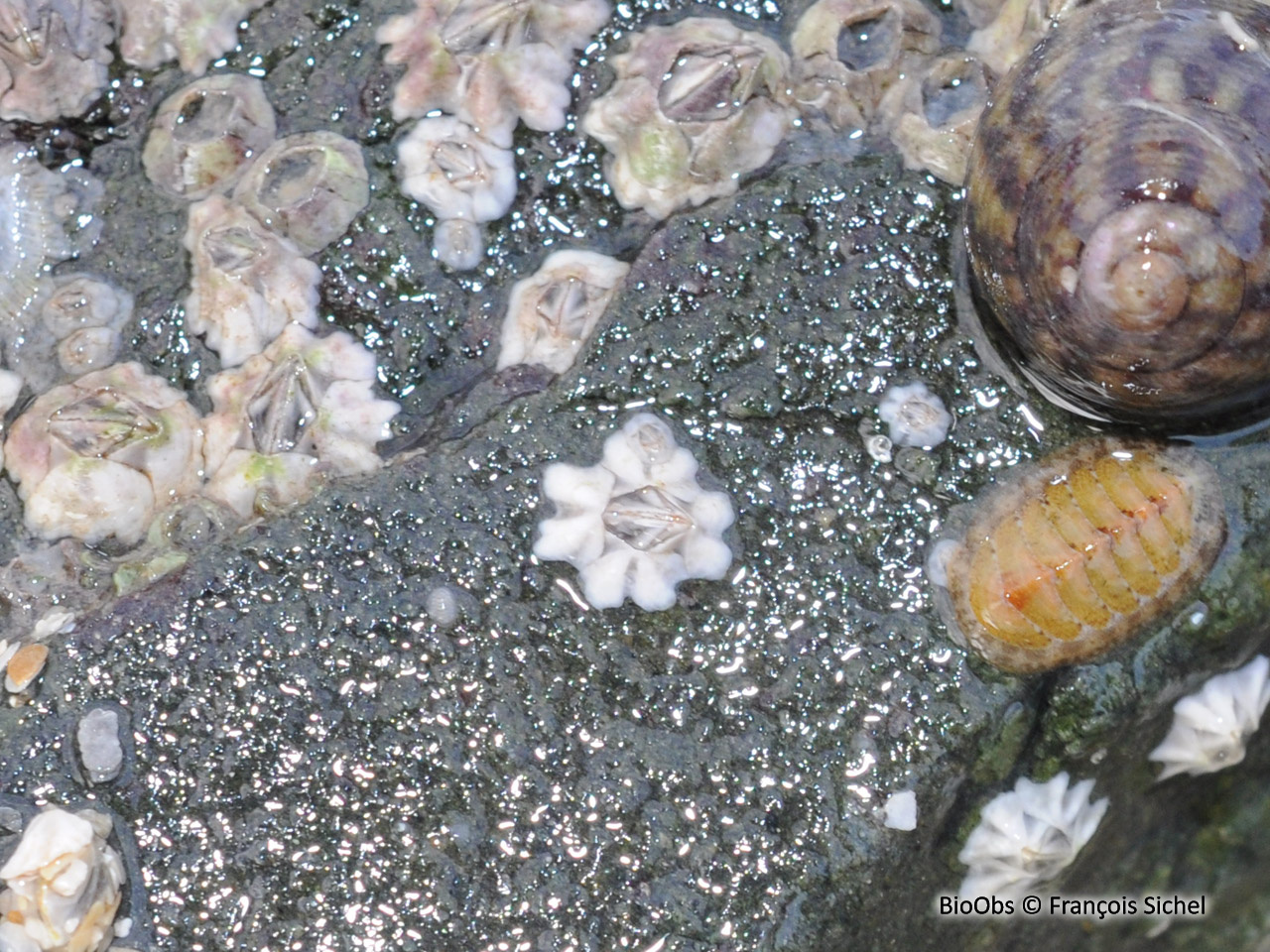 Balane croix de Malte - Austrominius modestus - François Sichel - BioObs