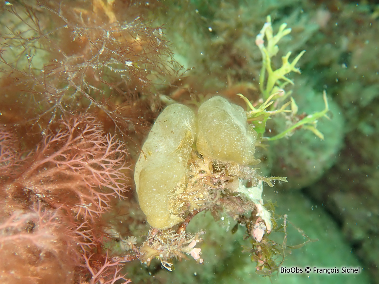 Voleuse d'huître - Colpomenia peregrina - François Sichel - BioObs