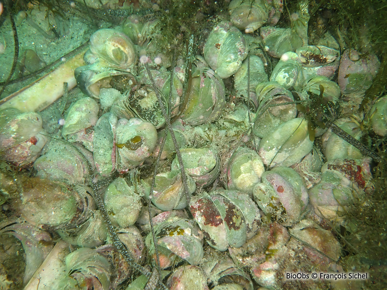 Crépidule - Crepidula fornicata - François Sichel - BioObs