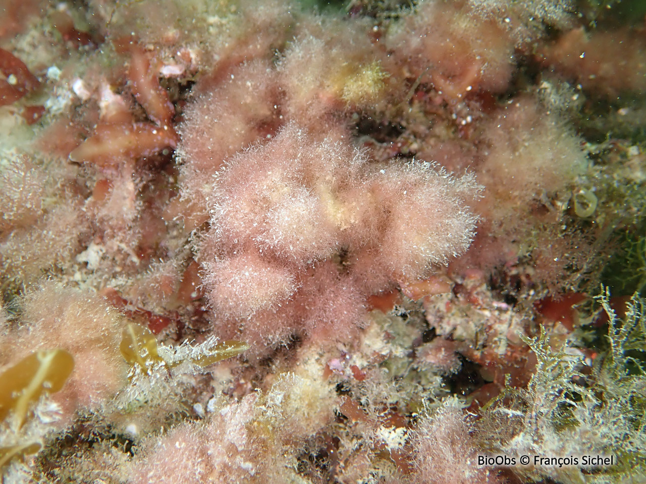 Algue à crochets - Asparagopsis armata - François Sichel - BioObs