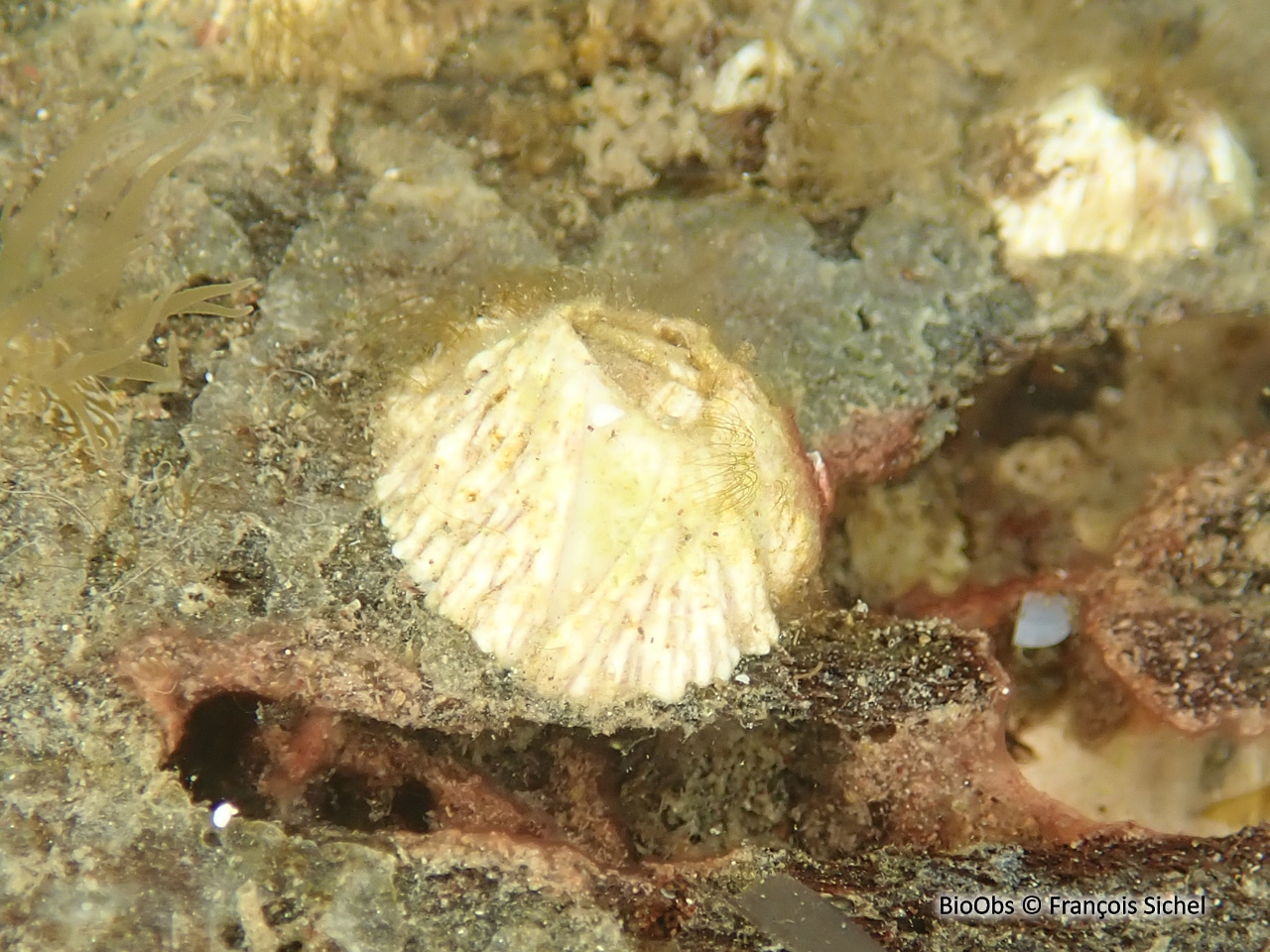 Balane triangulaire - Balanus trigonus - François Sichel - BioObs