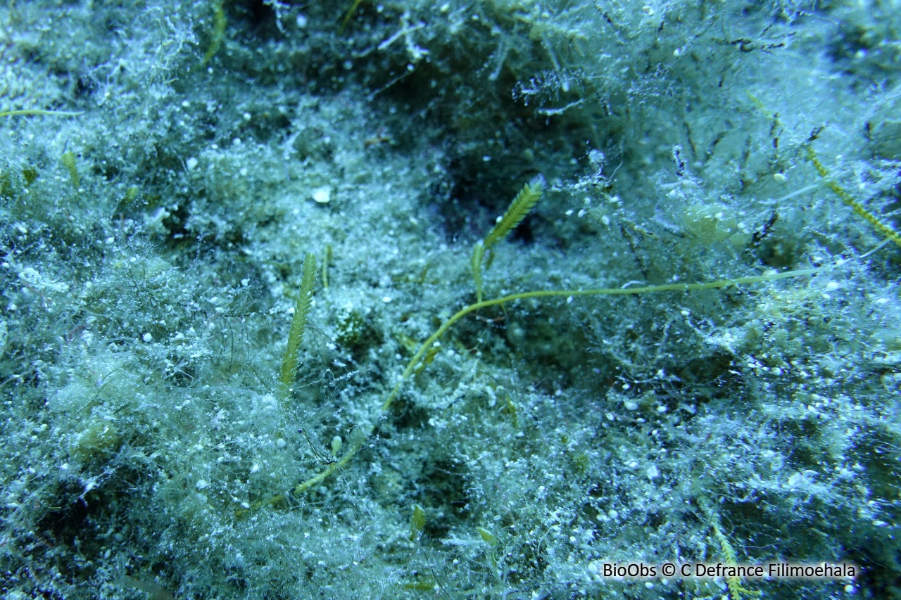Caulerpe à feuilles d'If - Caulerpa taxifolia - C Defrance Filimoehala - BioObs