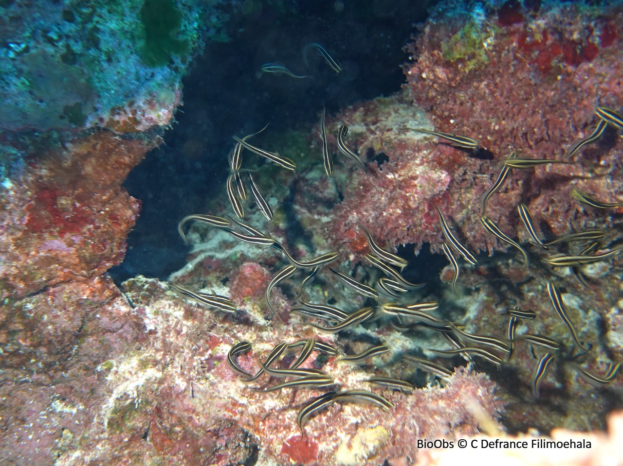 Poisson-chat rayé - Plotosus lineatus - C Defrance Filimoehala - BioObs