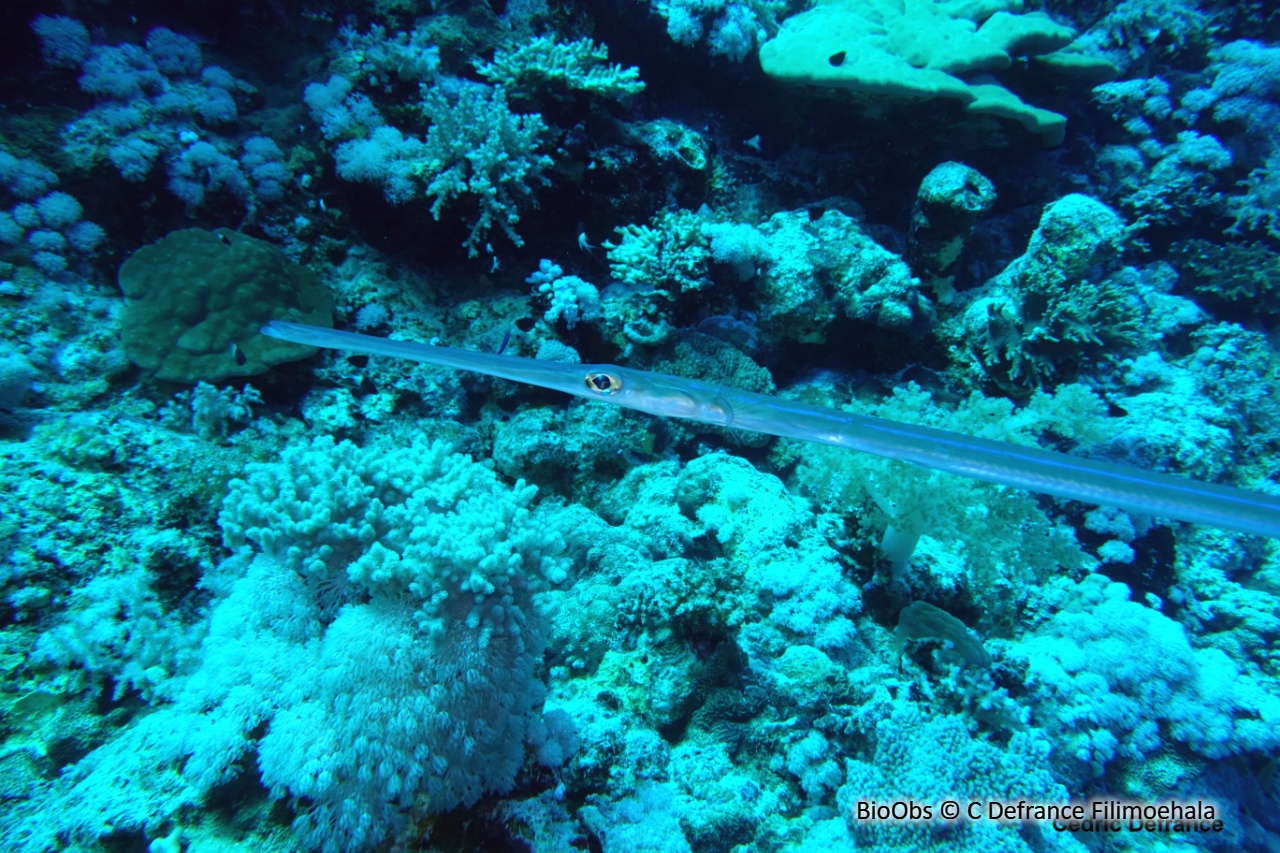 Poisson-flûte à taches bleues - Fistularia commersonii - C Defrance Filimoehala - BioObs
