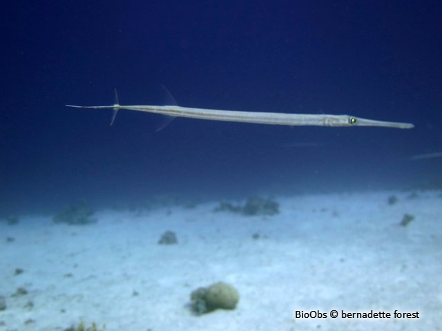 Poisson-flûte à taches bleues - Fistularia commersonii - bernadette forest - BioObs