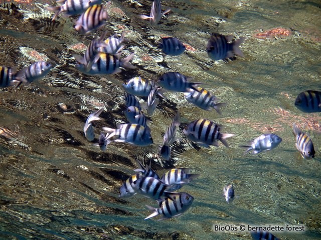 Poisson-bagnard - Abudefduf vaigiensis - bernadette forest - BioObs