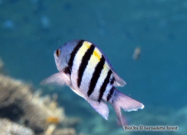 Poisson-bagnard - Abudefduf vaigiensis - bernadette forest - BioObs