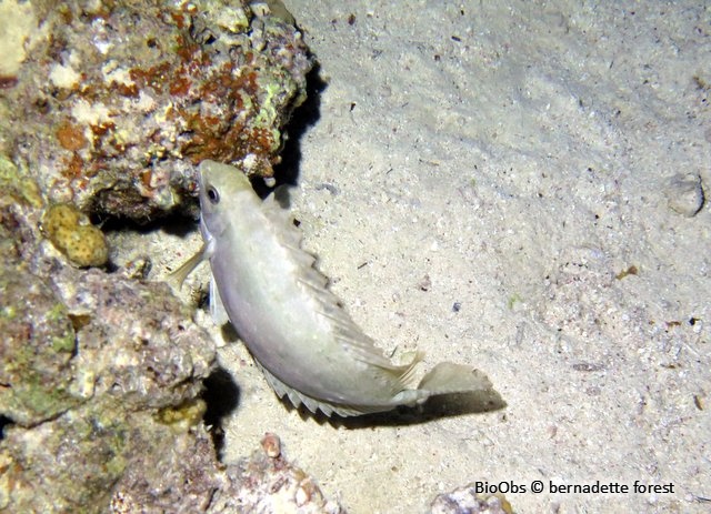 Poisson lapin à queue tronquée - Siganus luridus - bernadette forest - BioObs