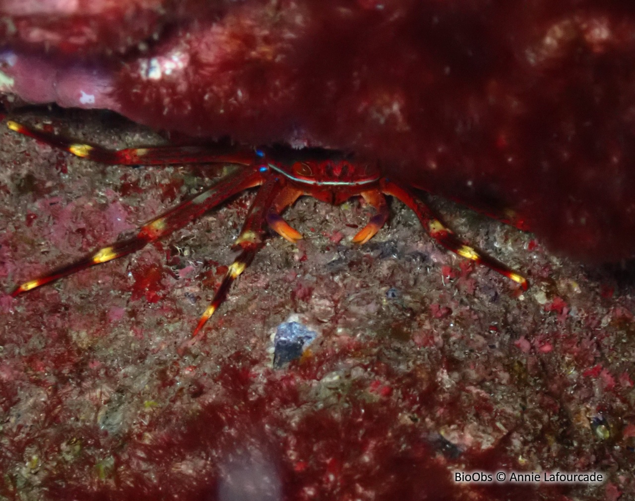 Crabe plat des oursins - Percnon gibbesi - Annie Lafourcade - BioObs