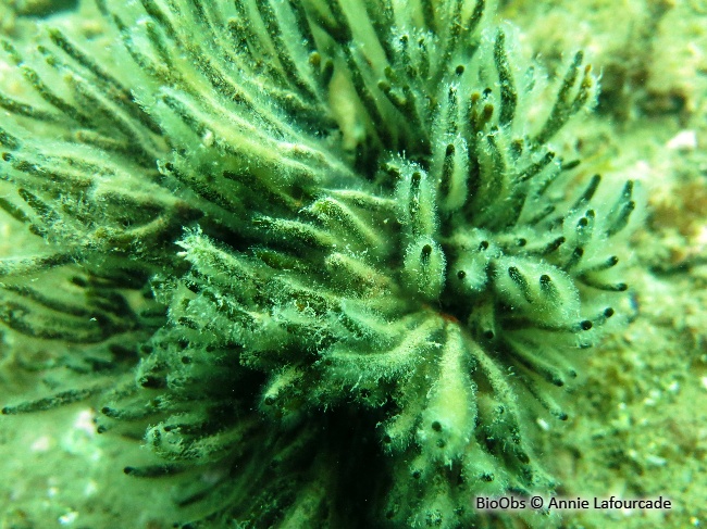 Codium fragile - Codium fragile - Annie Lafourcade - BioObs