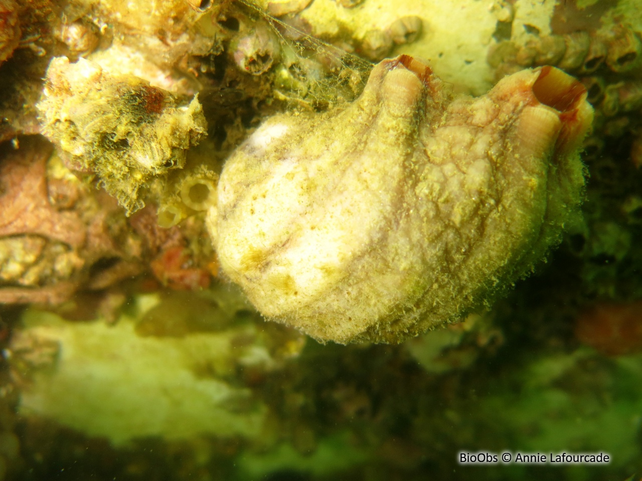 Ascidie plissée - Styela plicata - Annie Lafourcade - BioObs