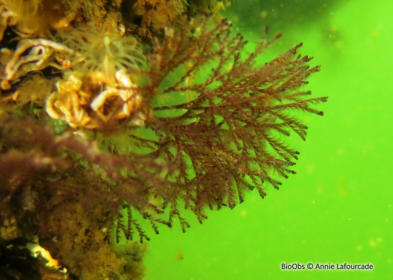Bugule brune - Bugula neritina - Annie Lafourcade - BioObs