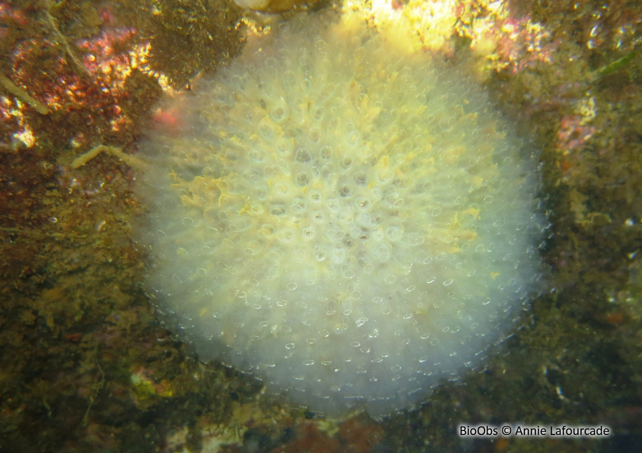 Claveline oblongue - Clavelina oblonga - Annie Lafourcade - BioObs