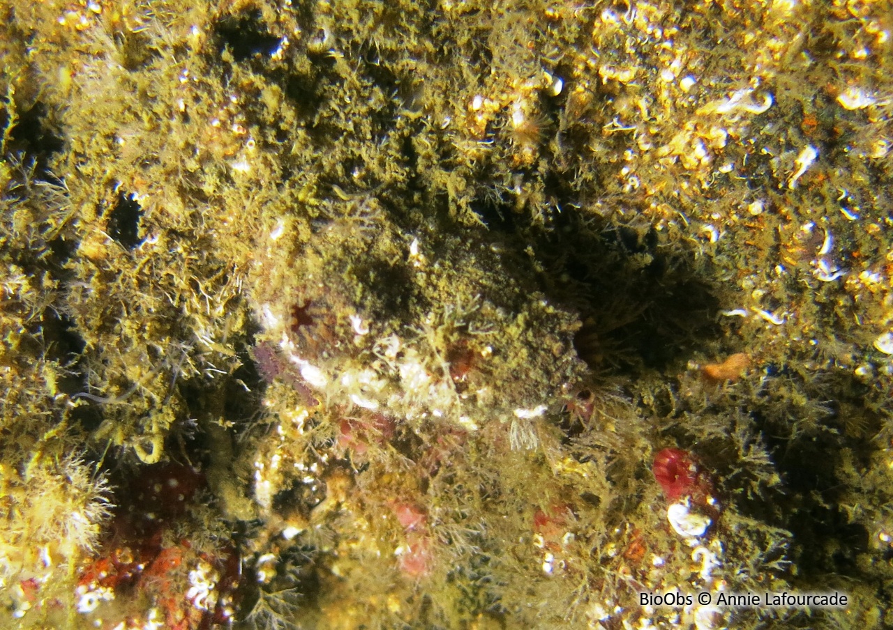 Microcosme à écailles - Microcosmus squamiger - Annie Lafourcade - BioObs