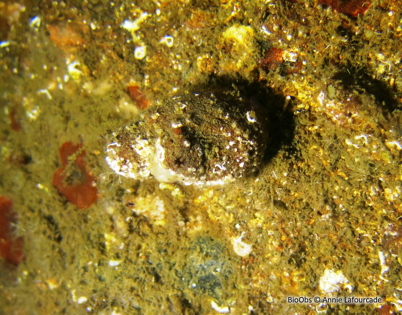 Microcosme à écailles - Microcosmus squamiger - Annie Lafourcade - BioObs