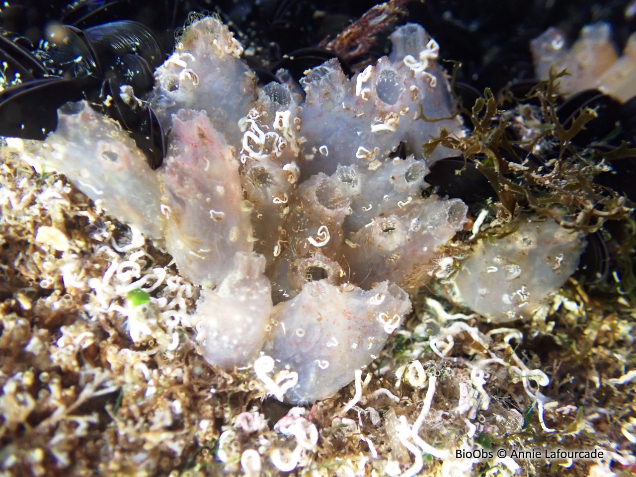 Polyandrocarpe de Zorritos - Polyandrocarpa zorritensis - Annie Lafourcade - BioObs