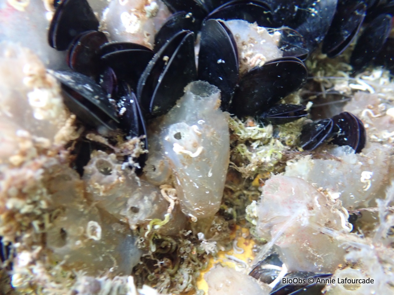 Polyandrocarpe de Zorritos - Polyandrocarpa zorritensis - Annie Lafourcade - BioObs