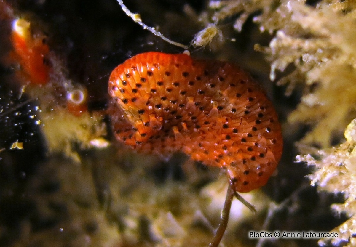 Bryozoaire orange vif et noir à points noirs - Watersipora subatra - Annie Lafourcade - BioObs